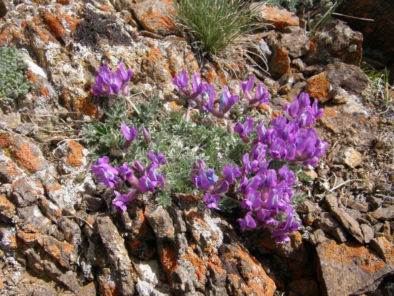 Oxytropis oligantha photo 4