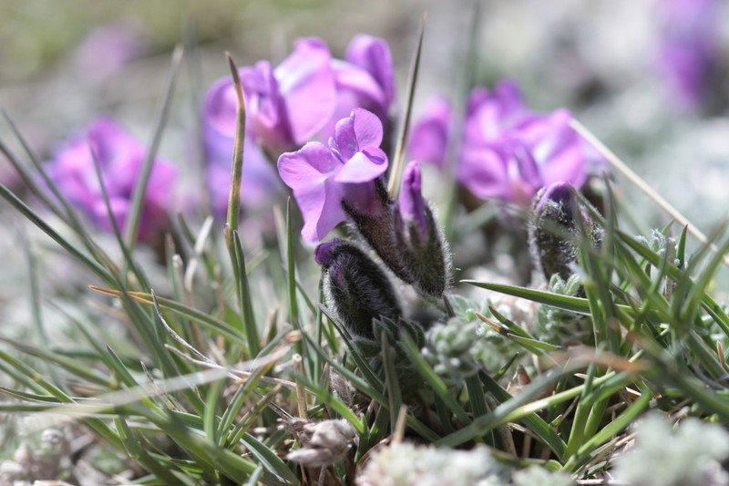 Oxytropis oligantha photo 5