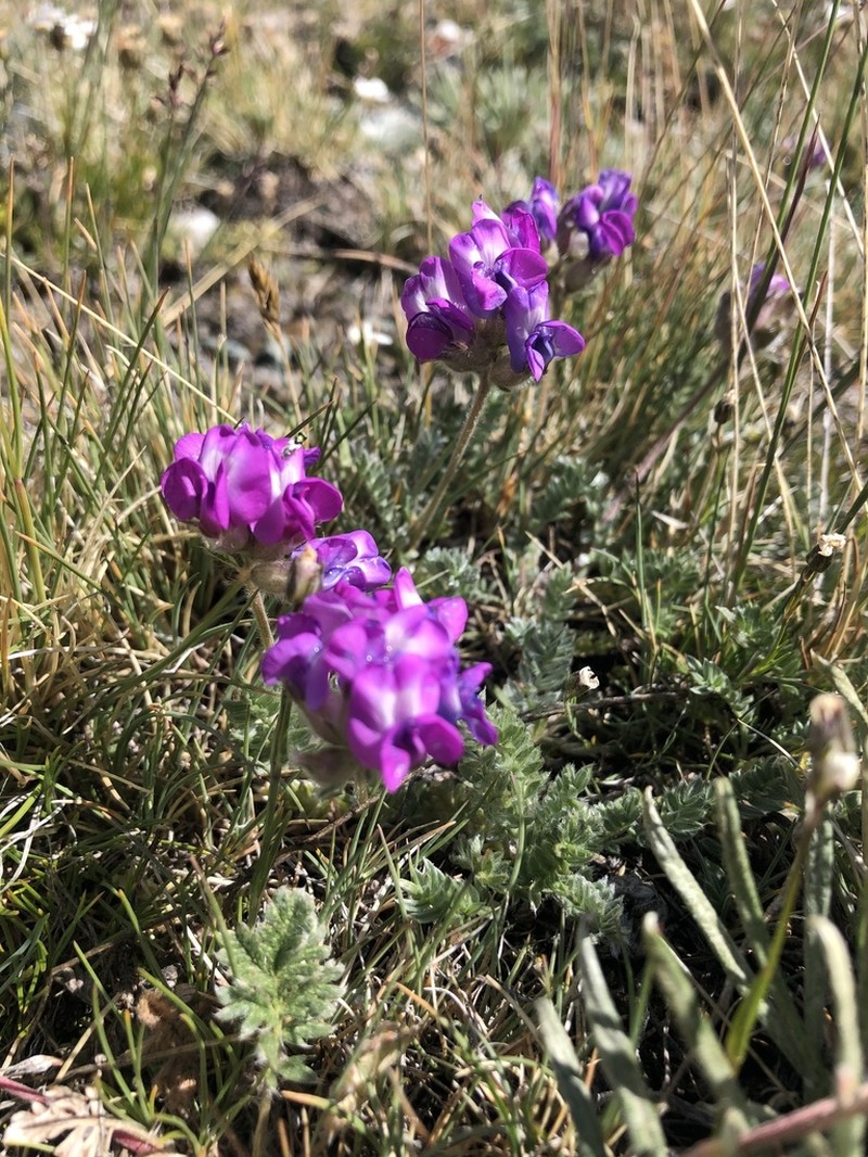 Oxytropis oligantha photo 6
