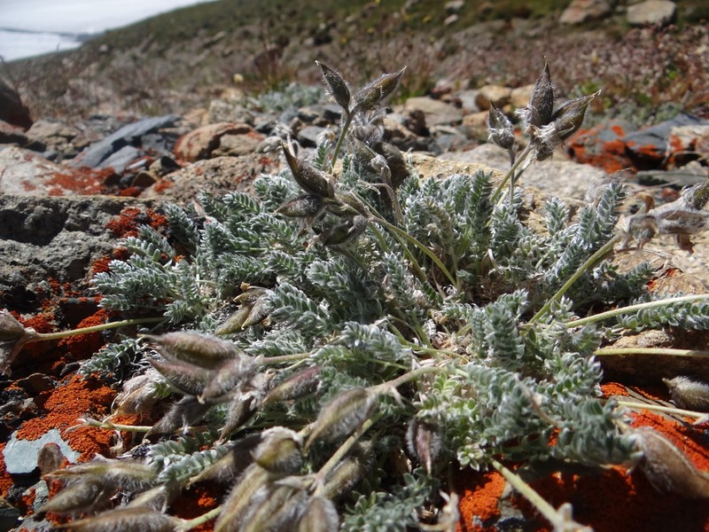 Oxytropis oligantha photo 7