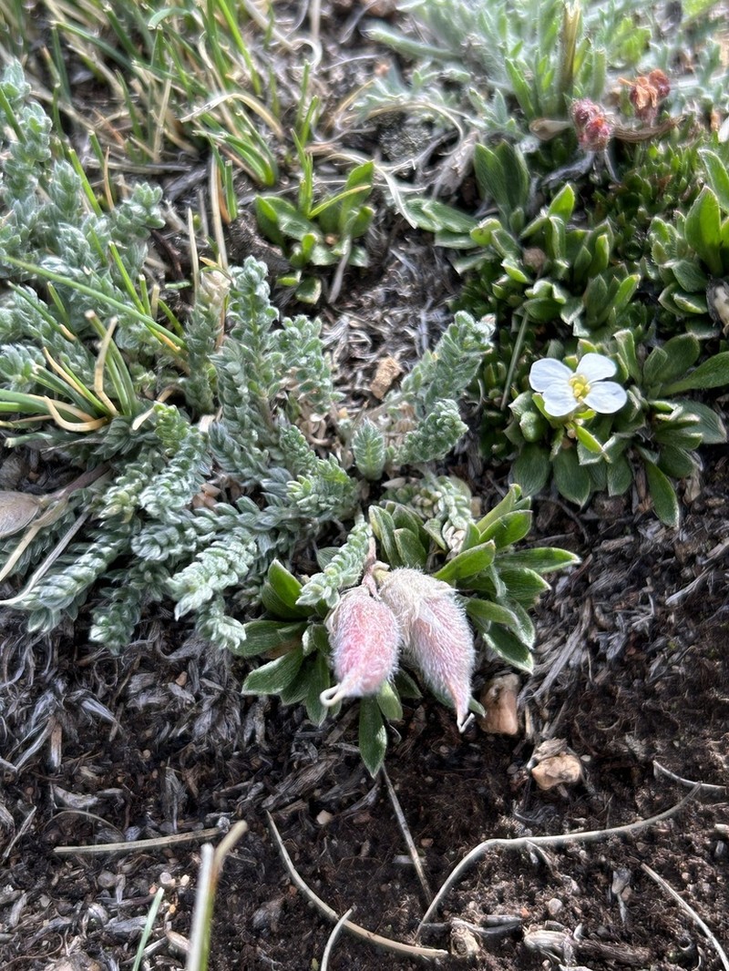 Oxytropis oligantha photo 8