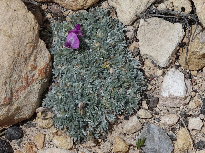 Mountain Oxytrope