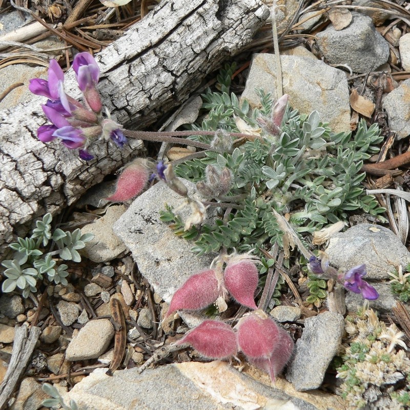 Mountain Oxytrope photo 2