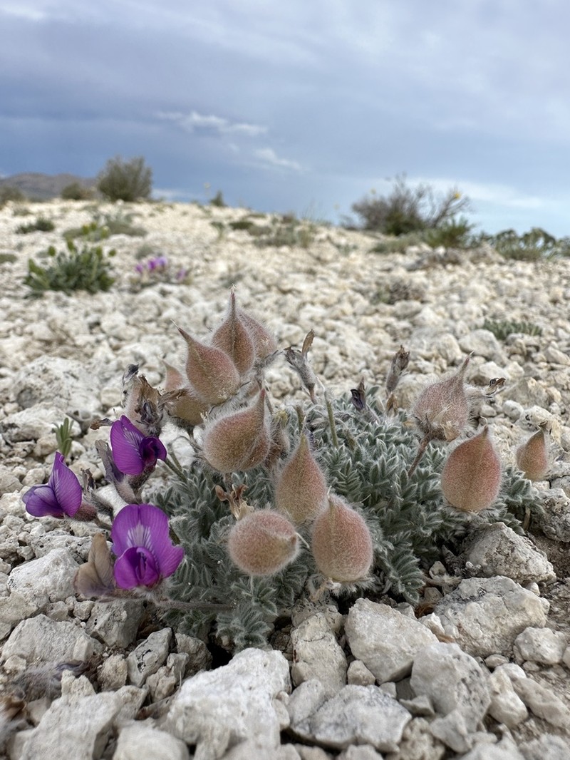 Mountain Oxytrope photo 3