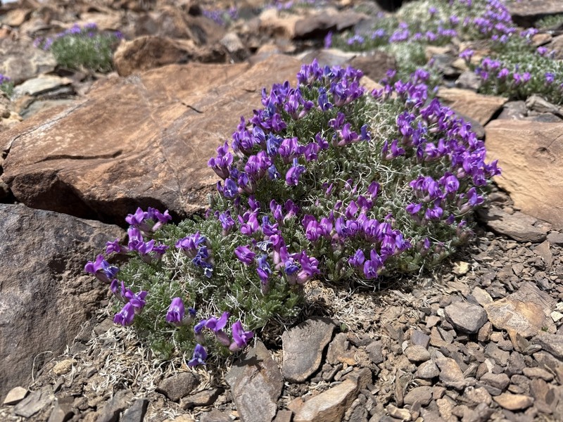 Mountain Oxytrope photo 4