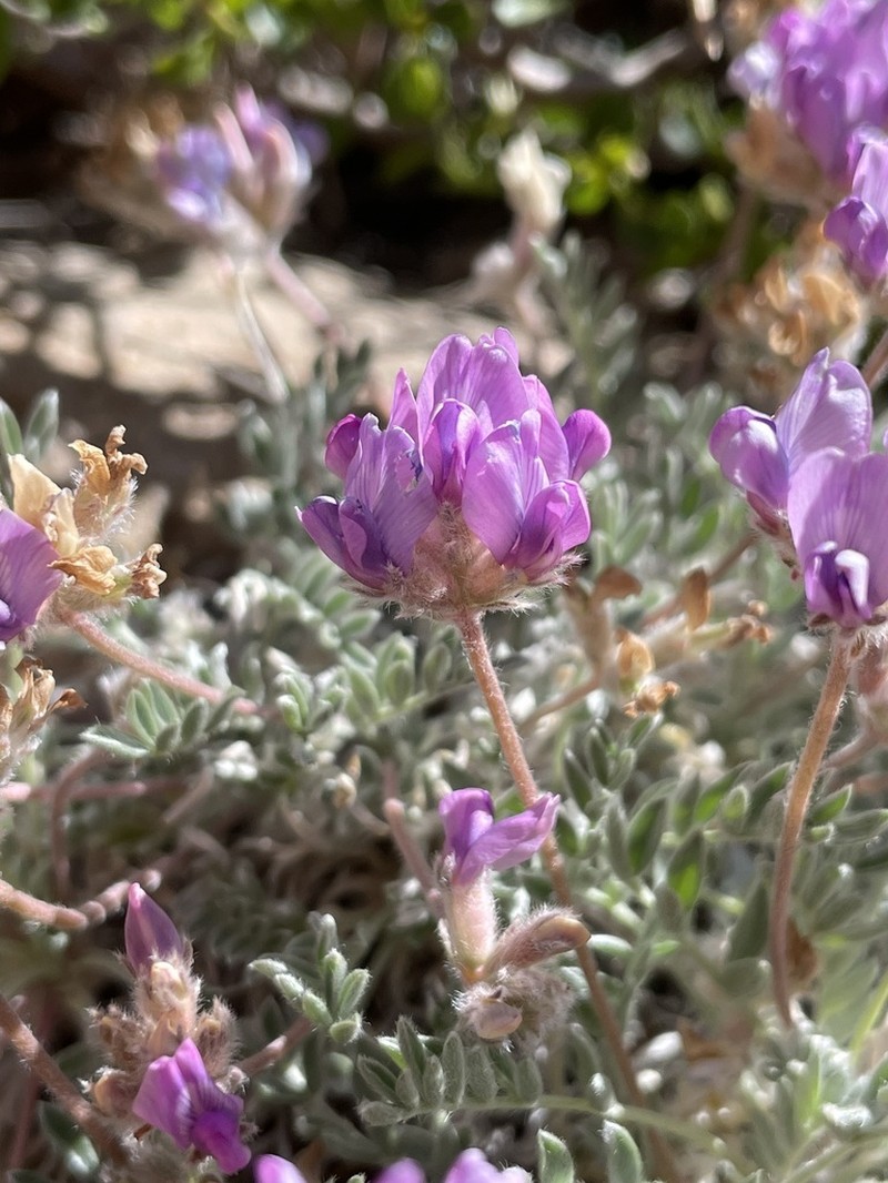 Mountain Oxytrope photo 5