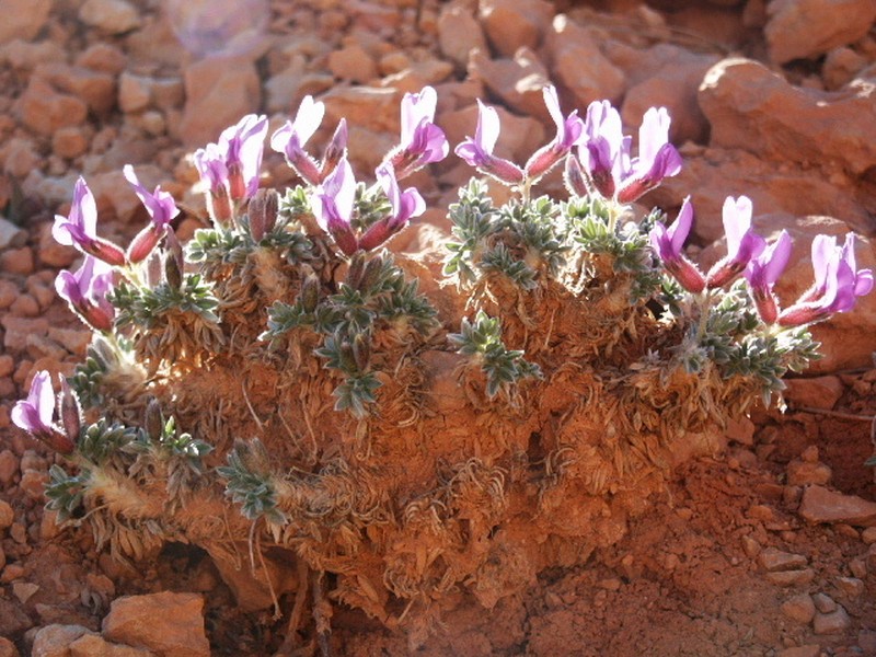 Mountain Oxytrope photo 6