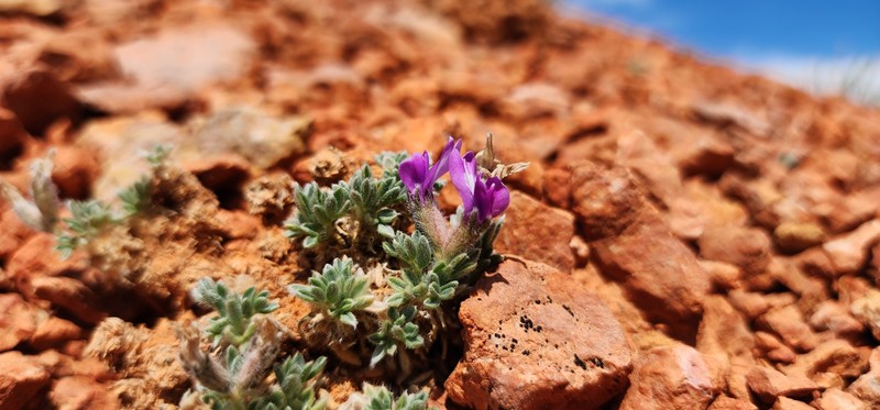 Oxytropis oreophila var. jonesii photo 2