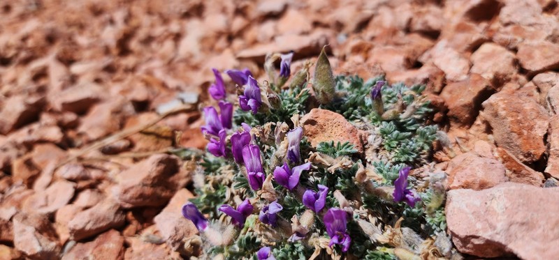 Oxytropis oreophila var. jonesii photo 4