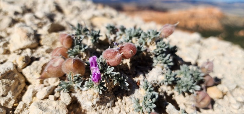 Oxytropis oreophila var. jonesii photo 5