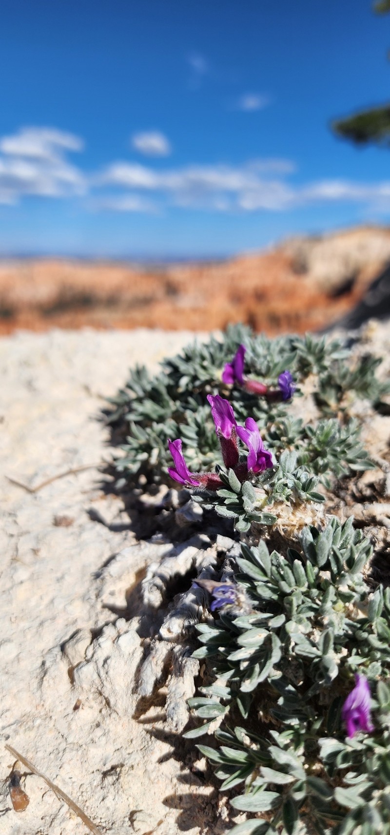 Oxytropis oreophila var. jonesii photo 6
