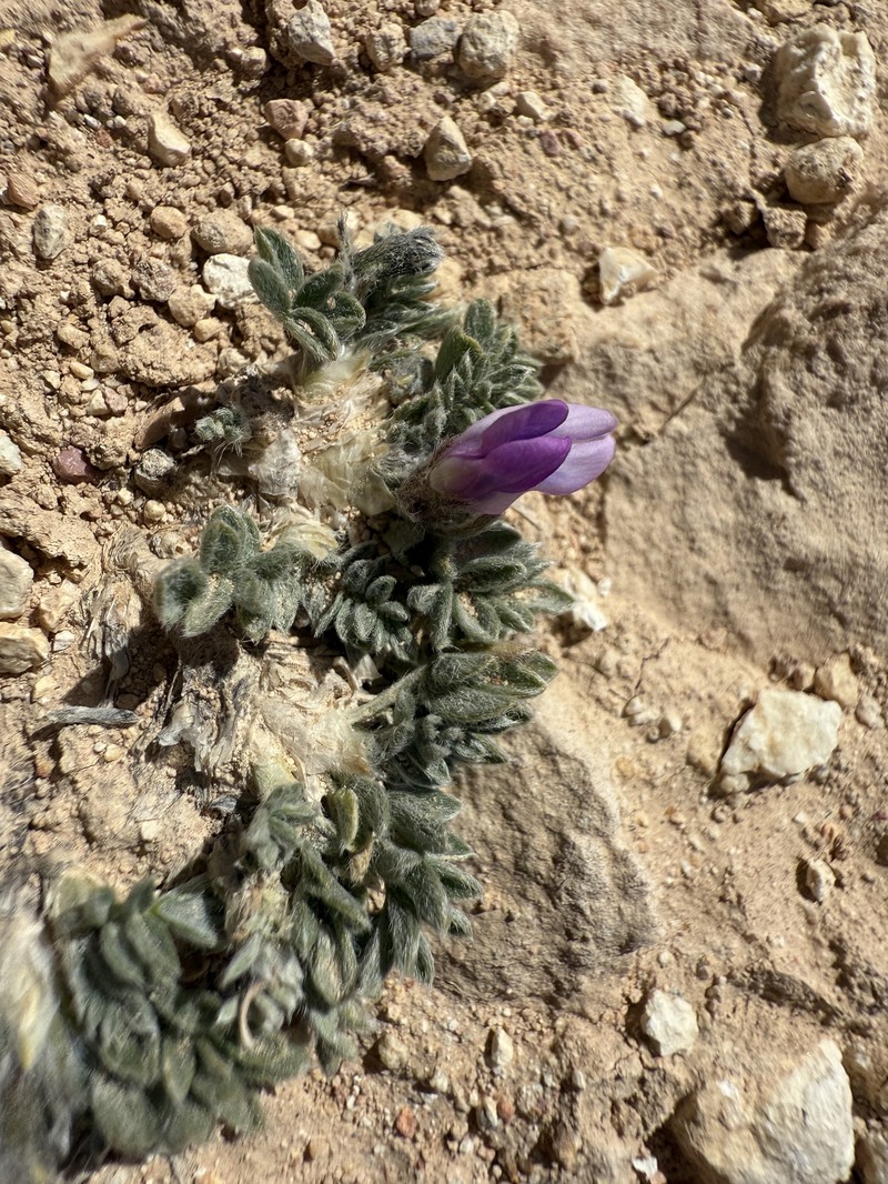 Oxytropis oreophila var. jonesii photo 7