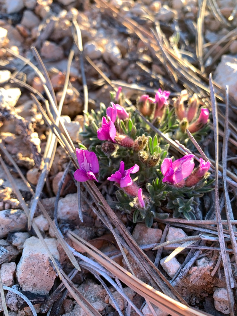 Oxytropis oreophila var. jonesii photo 8