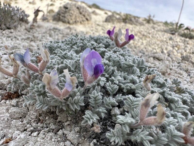 Oxytropis oreophila var. juniperina