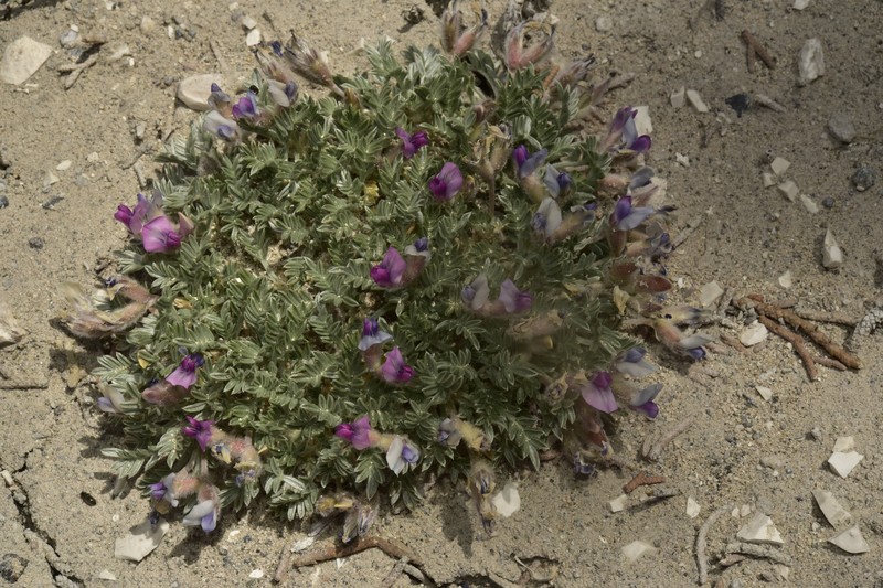 Oxytropis oreophila var. juniperina photo 2