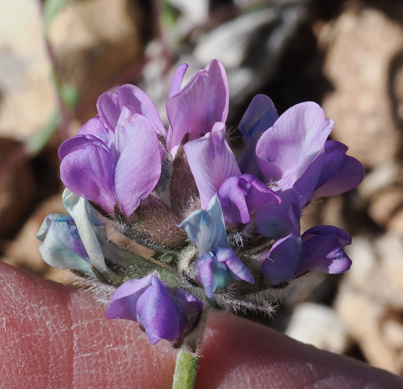Oxytropis oreophila var. oreophila