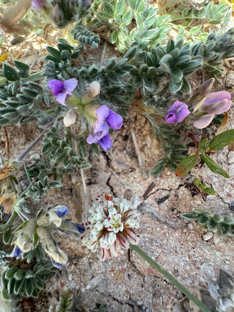 Oxytropis oreophila var. oreophila photo 2