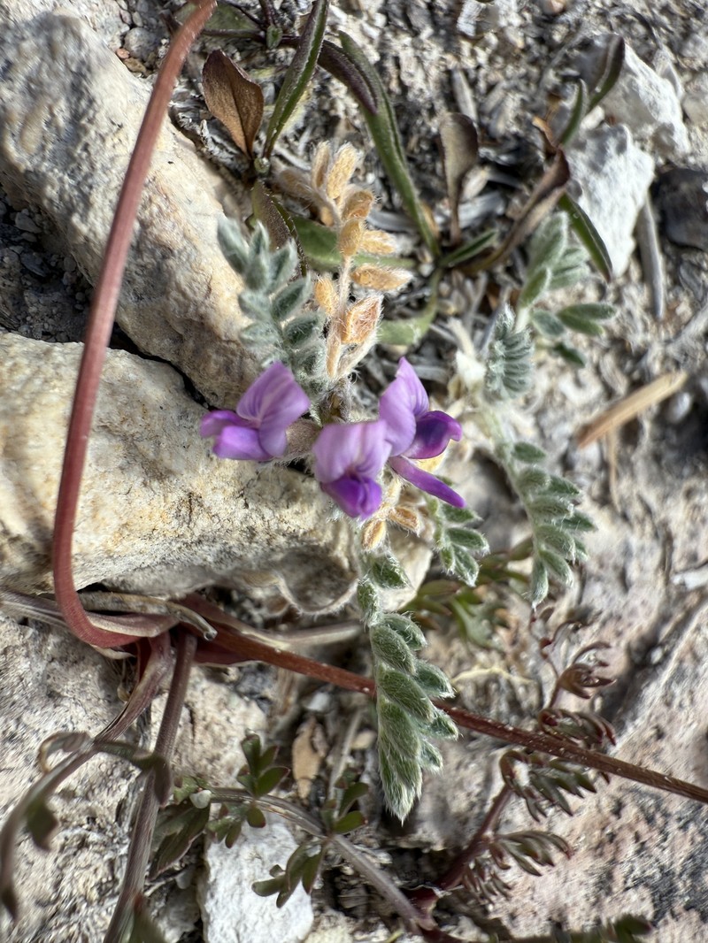 Oxytropis oreophila var. oreophila photo 3