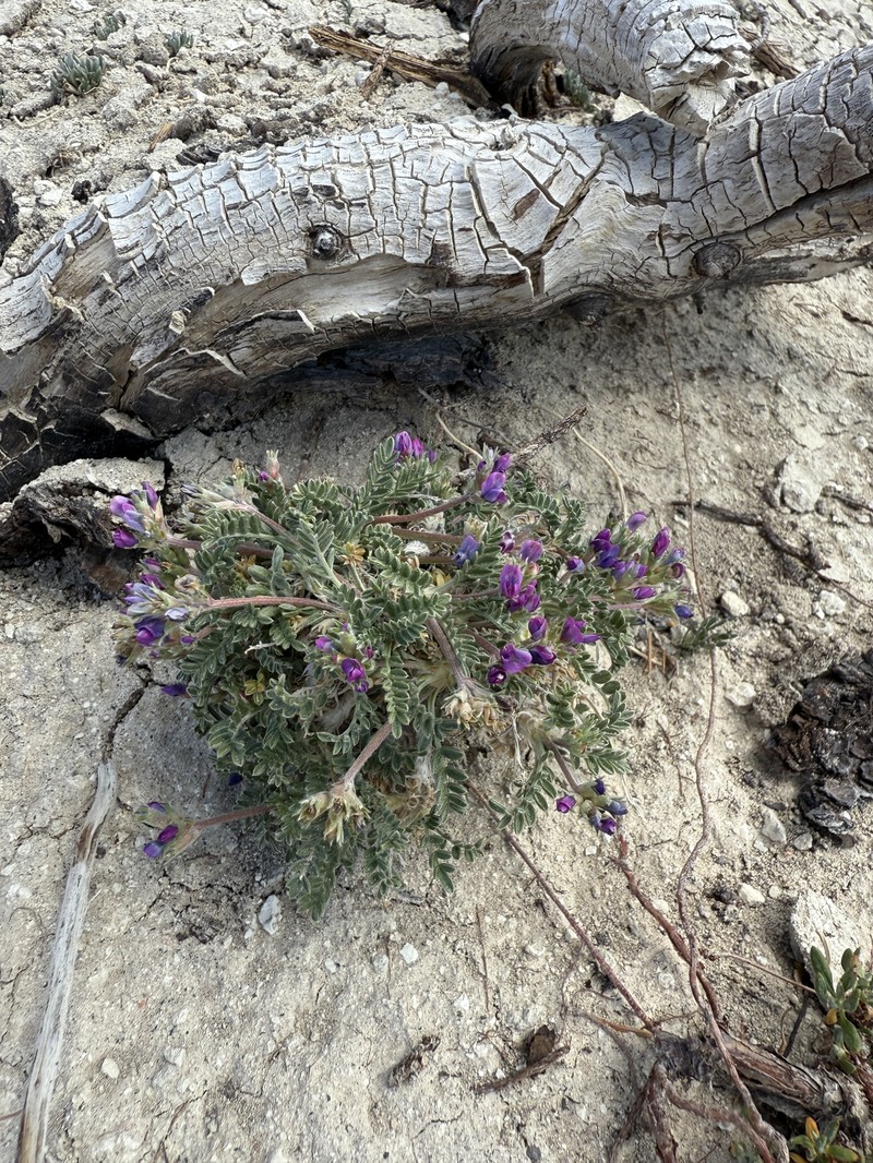 Oxytropis oreophila var. oreophila photo 4