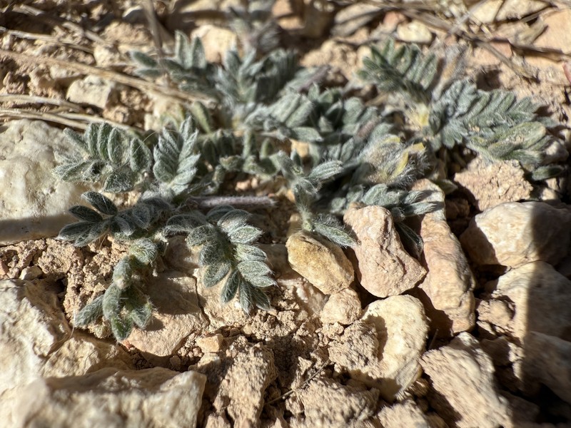 Oxytropis oreophila var. oreophila photo 5
