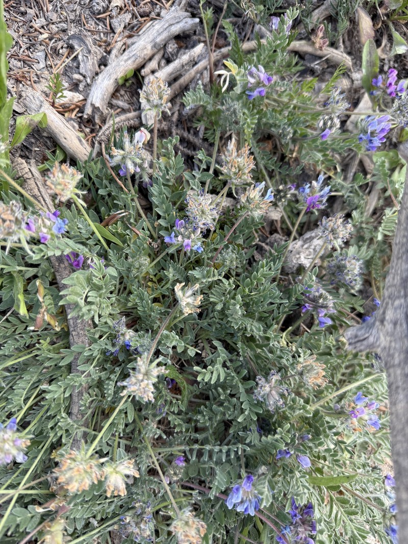Oxytropis oreophila var. oreophila photo 6