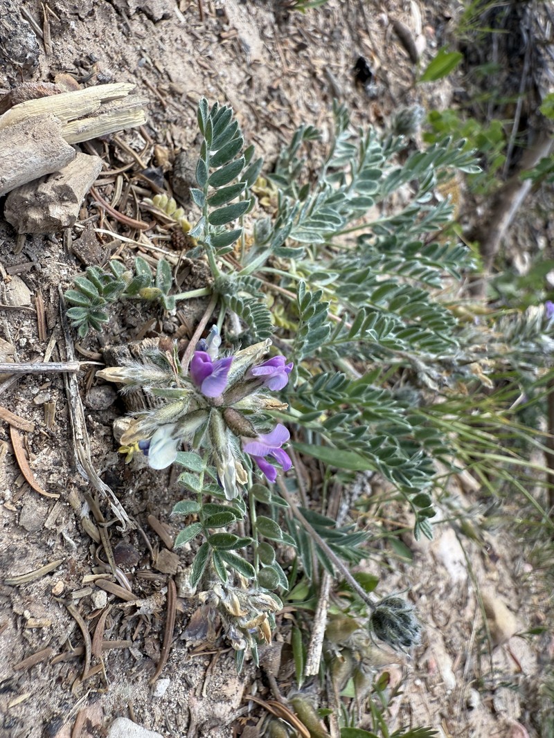Oxytropis oreophila var. oreophila photo 7