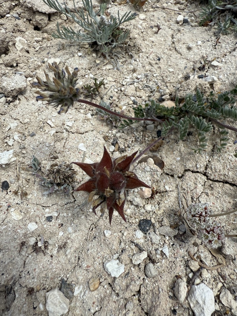 Oxytropis oreophila var. oreophila photo 8