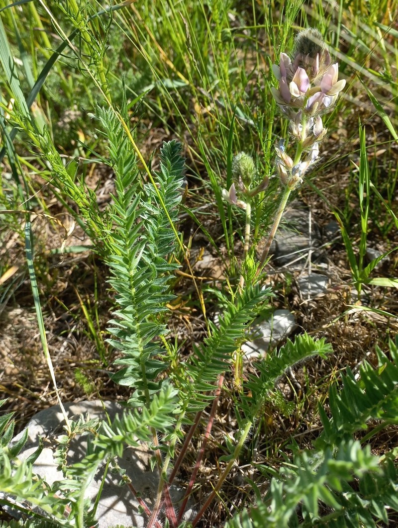 Oxytropis ornata
