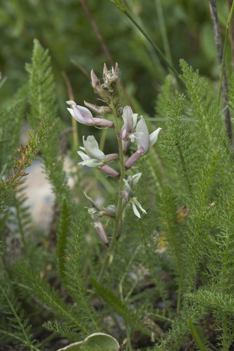 Oxytropis ornata photo 2