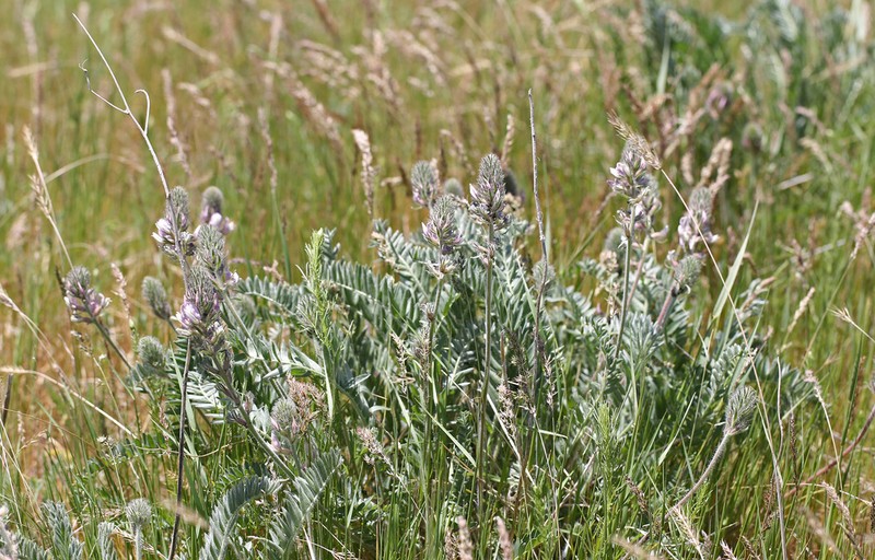 Oxytropis ornata photo 3