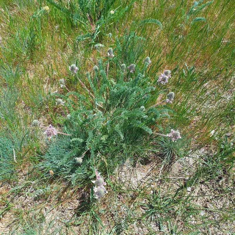 Oxytropis ornata photo 4