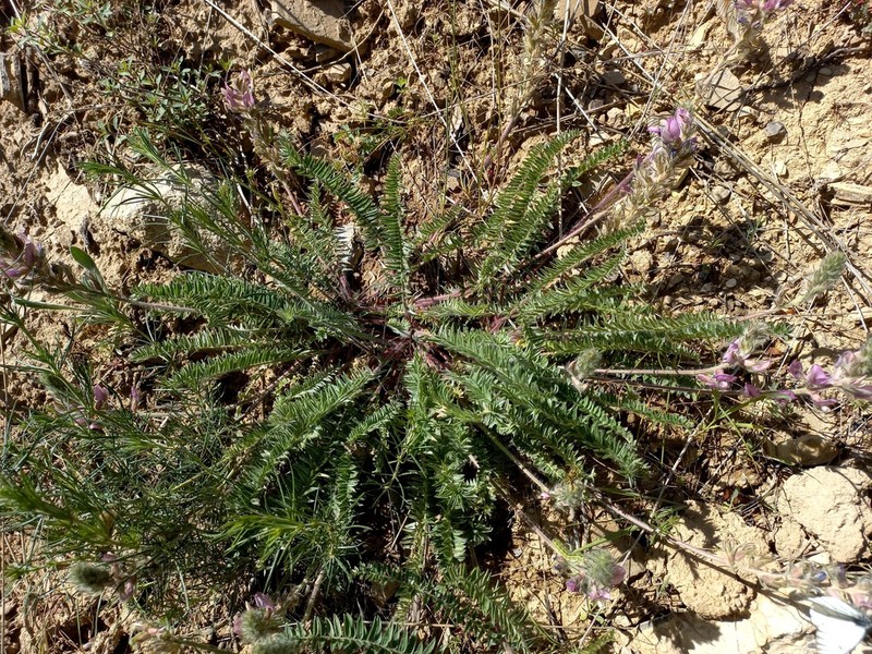 Oxytropis ornata photo 5