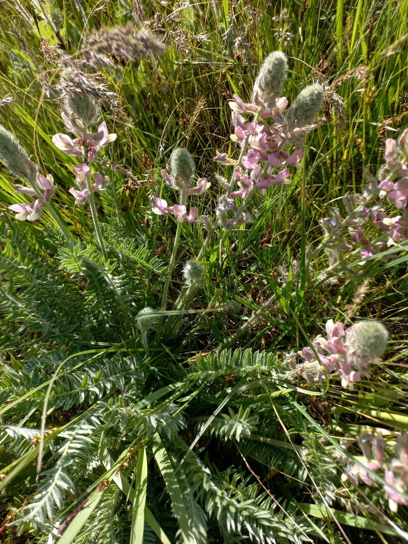 Oxytropis ornata photo 6