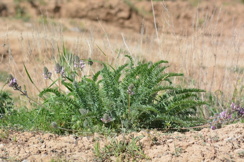 Oxytropis ornata photo 7