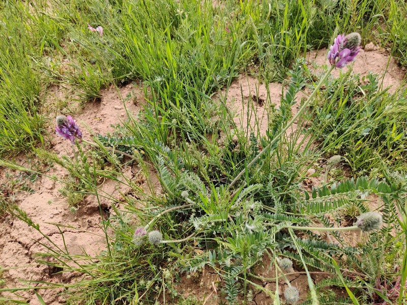 Oxytropis ornata photo 8