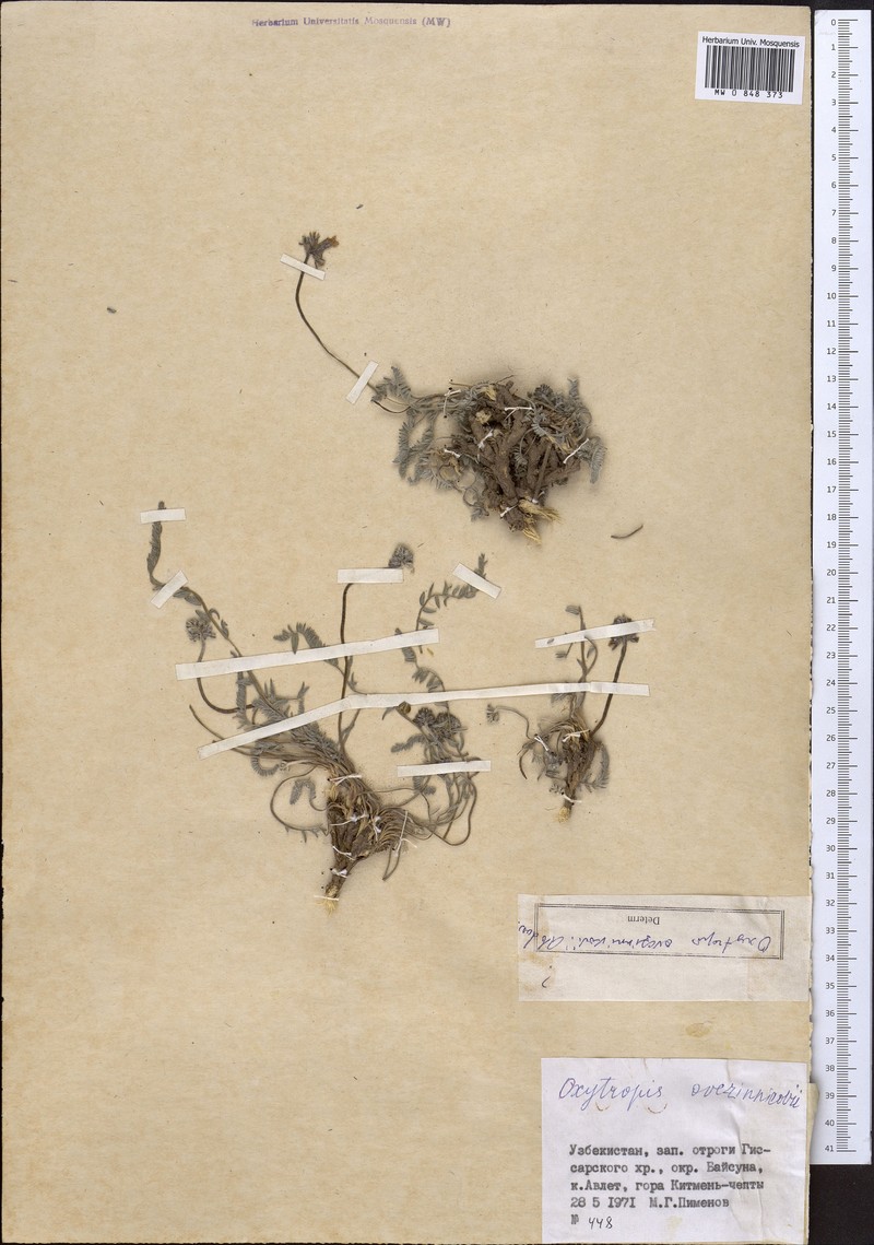 Oxytropis ovczinnikovii