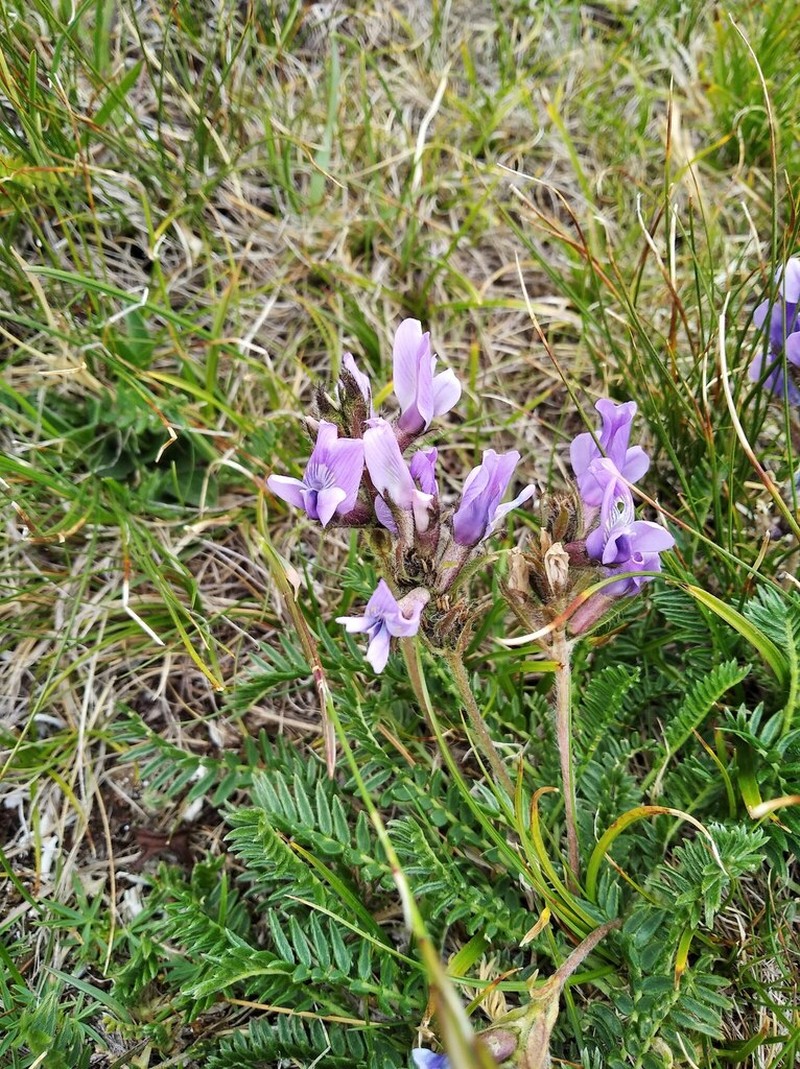 Oxytropis owerinii