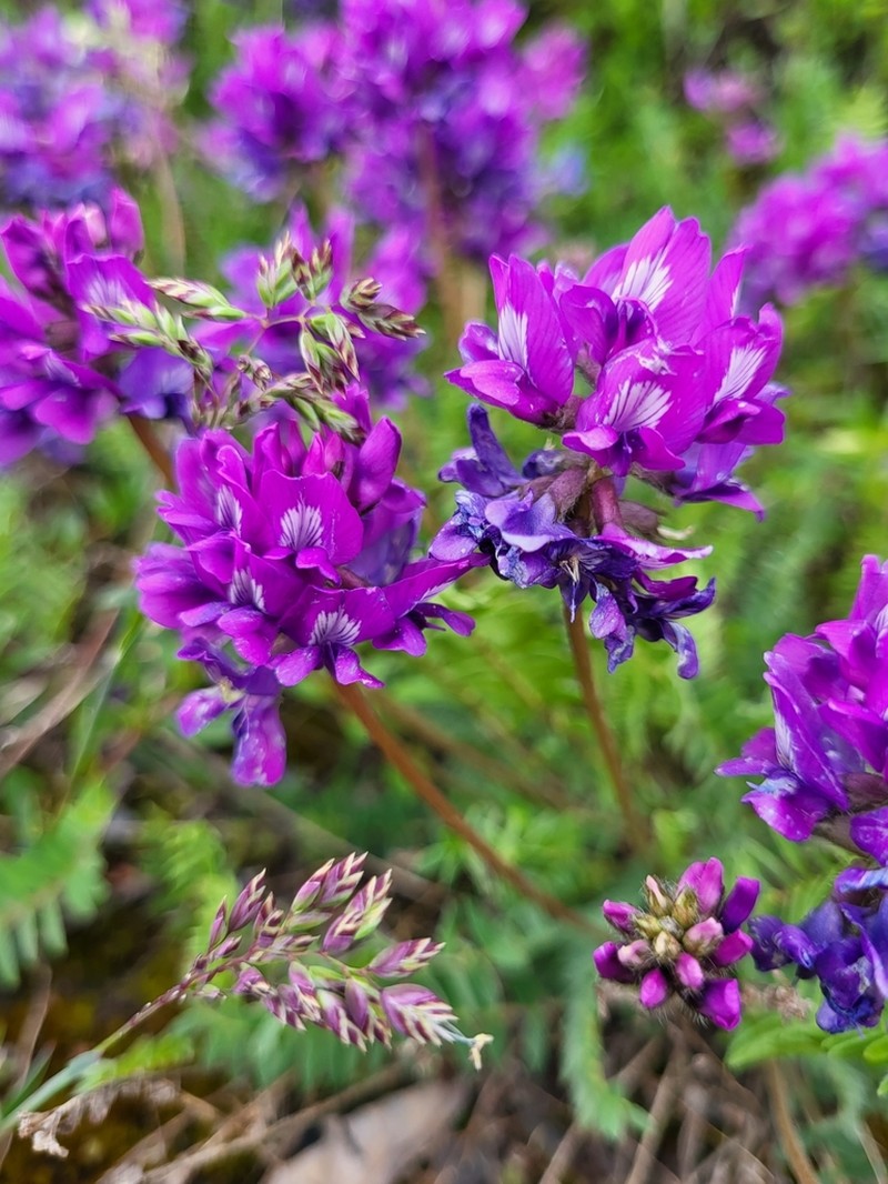 Oxytropis owerinii photo 2