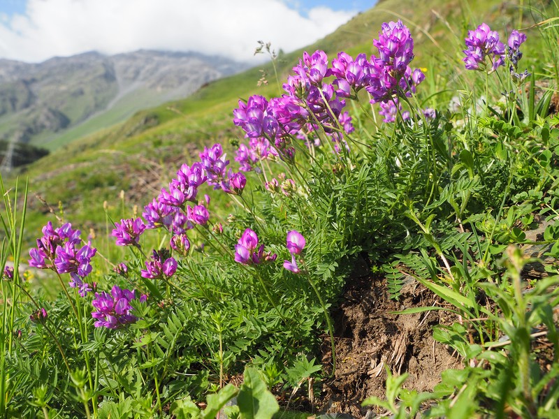 Oxytropis owerinii photo 3