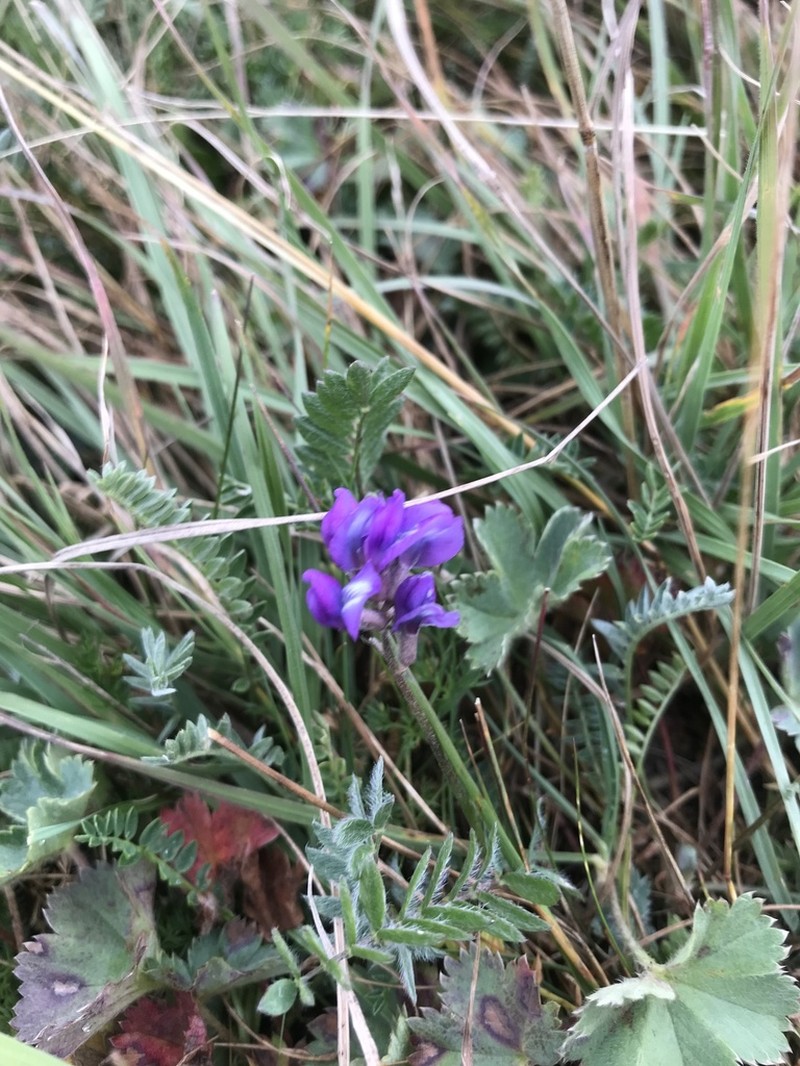 Oxytropis owerinii photo 4