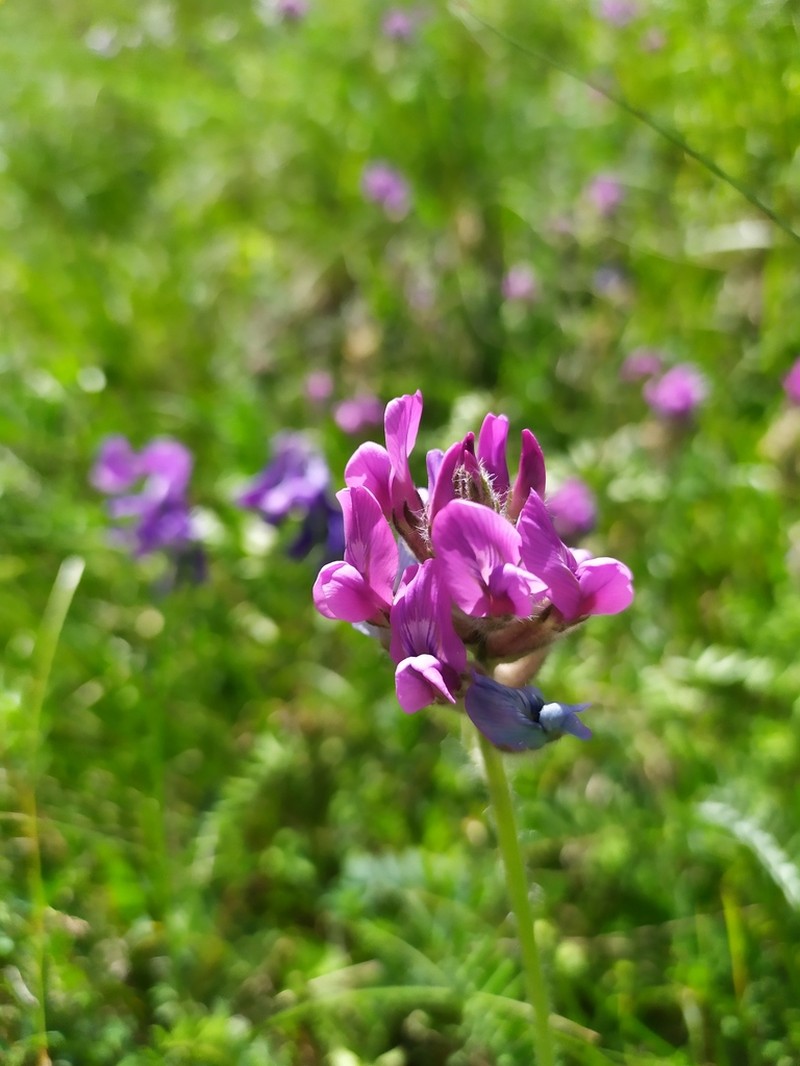 Oxytropis owerinii photo 5