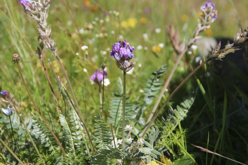Oxytropis owerinii photo 6