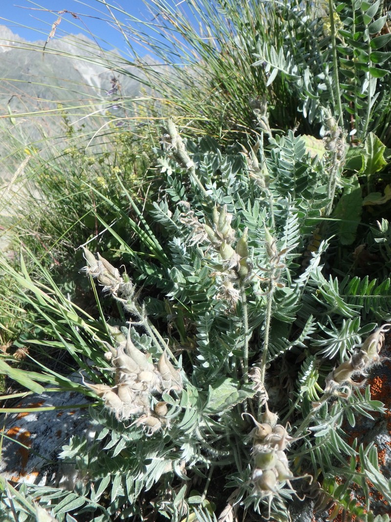 Oxytropis owerinii photo 7