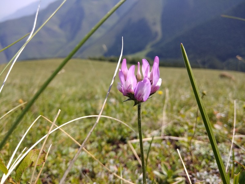 Oxytropis owerinii photo 8