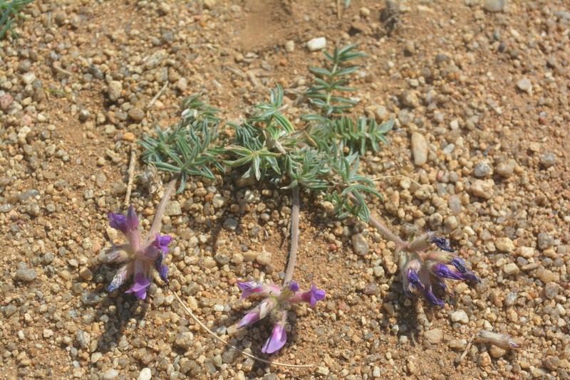 Oxytropis oxyphylla