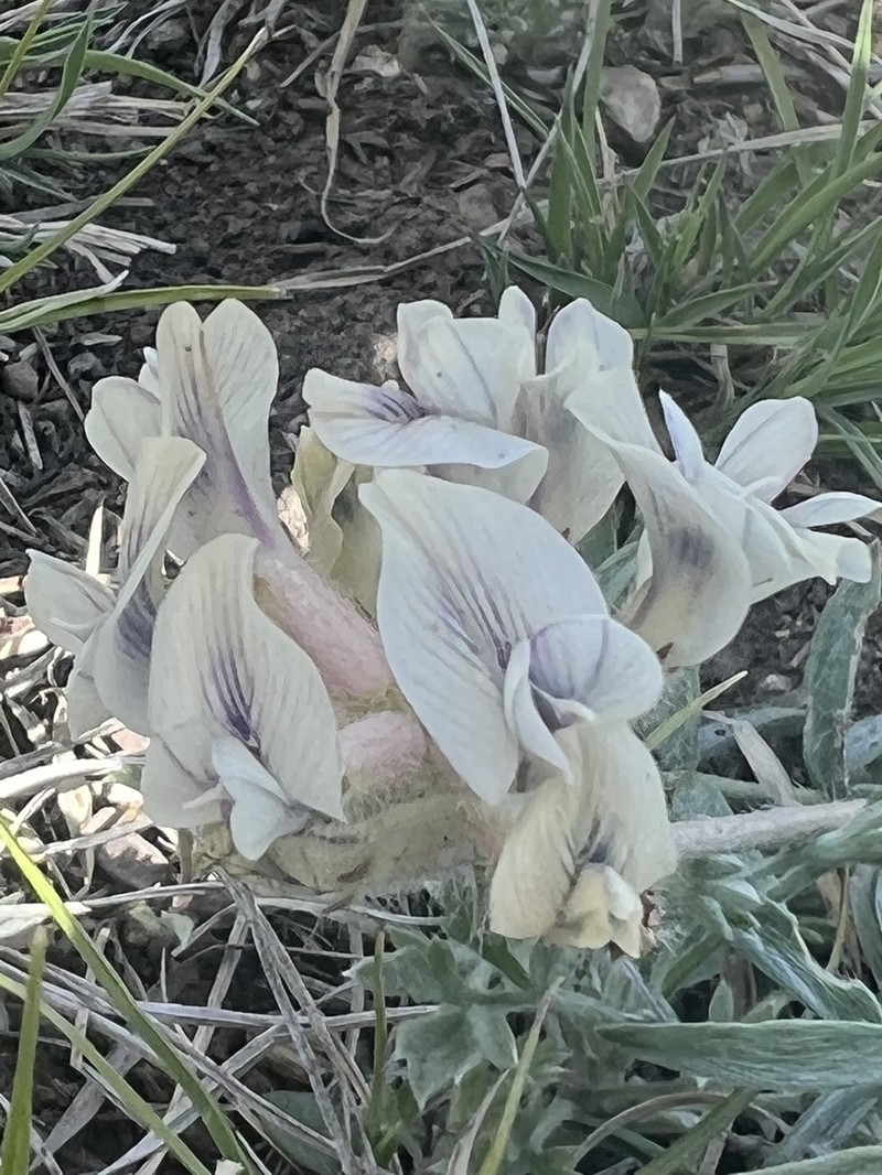 Oxytropis oxyphylla photo 2