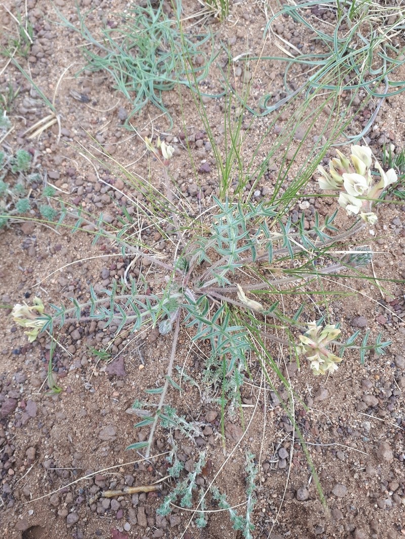 Oxytropis oxyphylla photo 3
