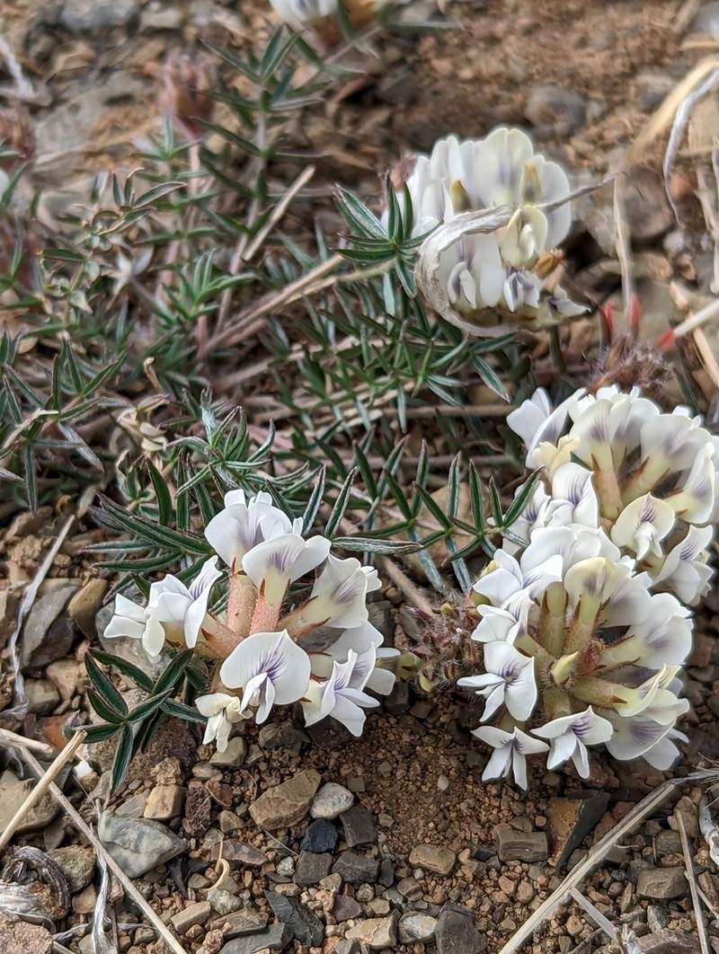 Oxytropis oxyphylla photo 4