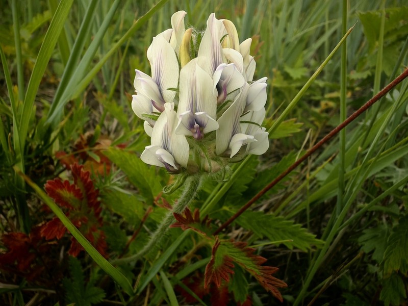 Oxytropis oxyphylla photo 5