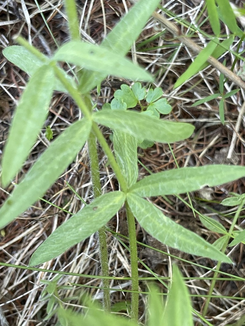 Oxytropis oxyphylla photo 6